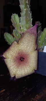 Stapelia gigantea